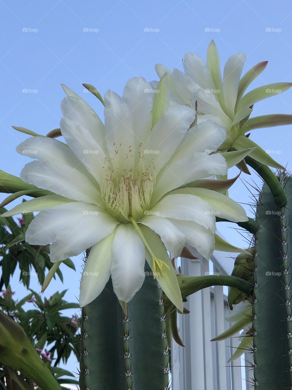 Cactus blooms 