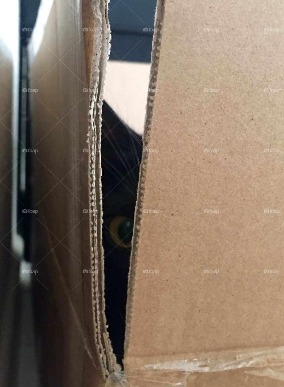 Cat hiding in a cardboard