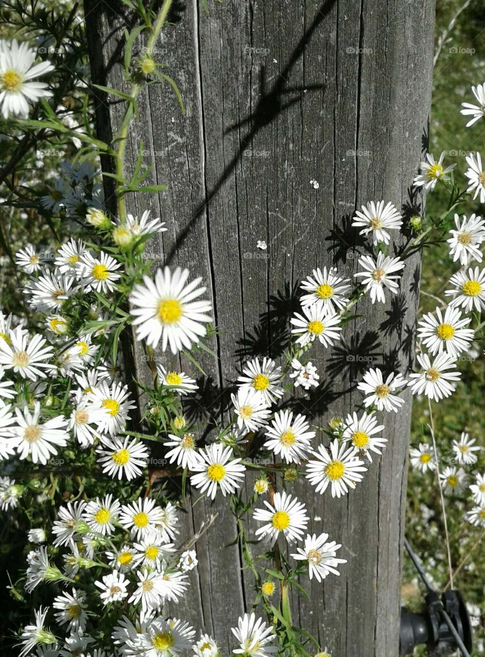Wildflowers and fence post