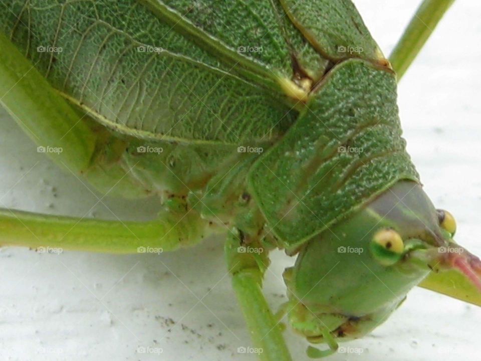 katydid