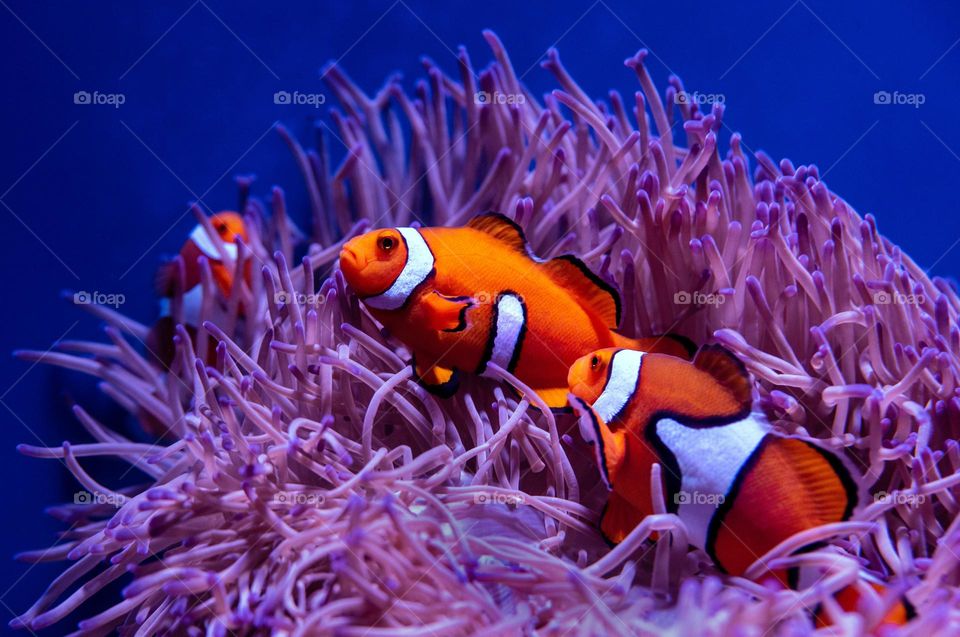 Beautiful colourful fish