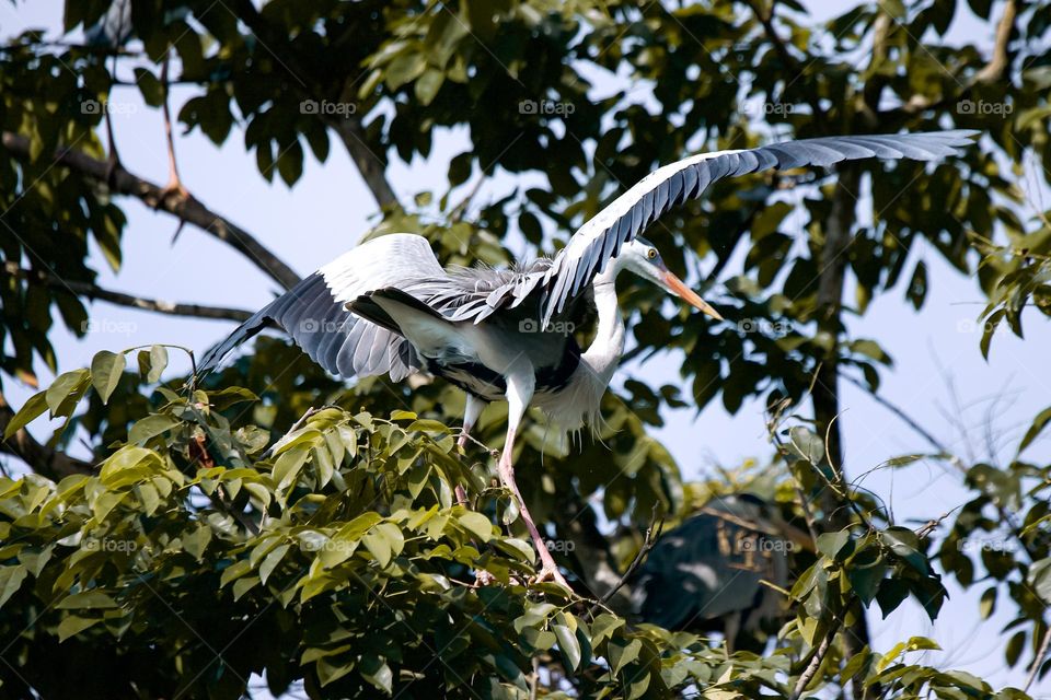 Grey heron large birds that eats lot of fish landing on a tree