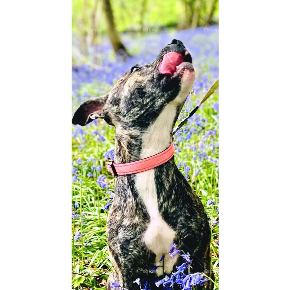 Just a staffy jumping through the bluebells 🏴󠁧󠁢󠁳󠁣󠁴󠁿