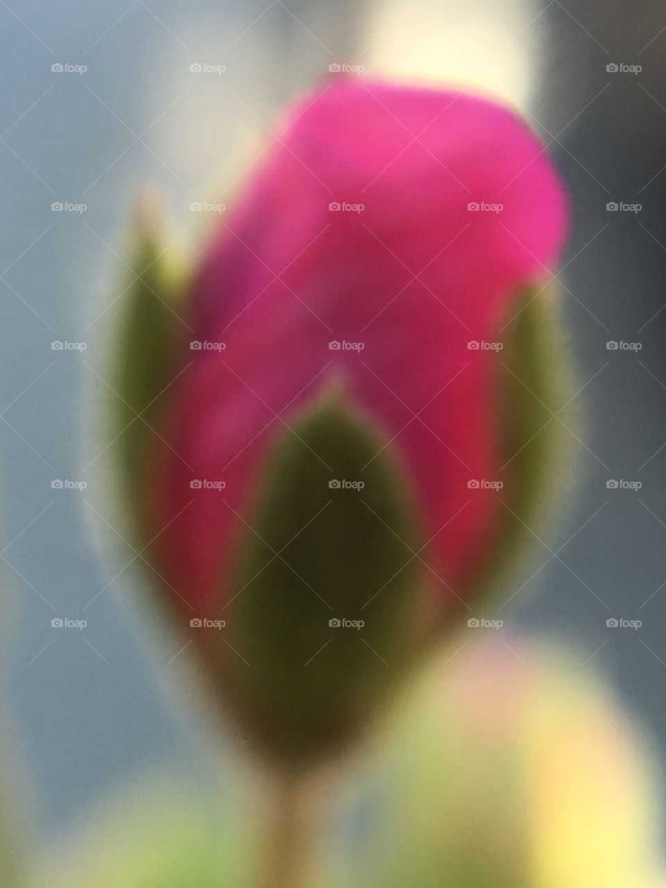 Blurred  pink geranium bud