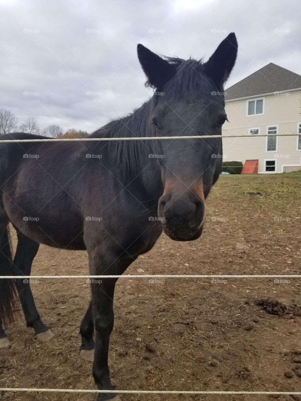 A horse on a farm in rural Connecticut.