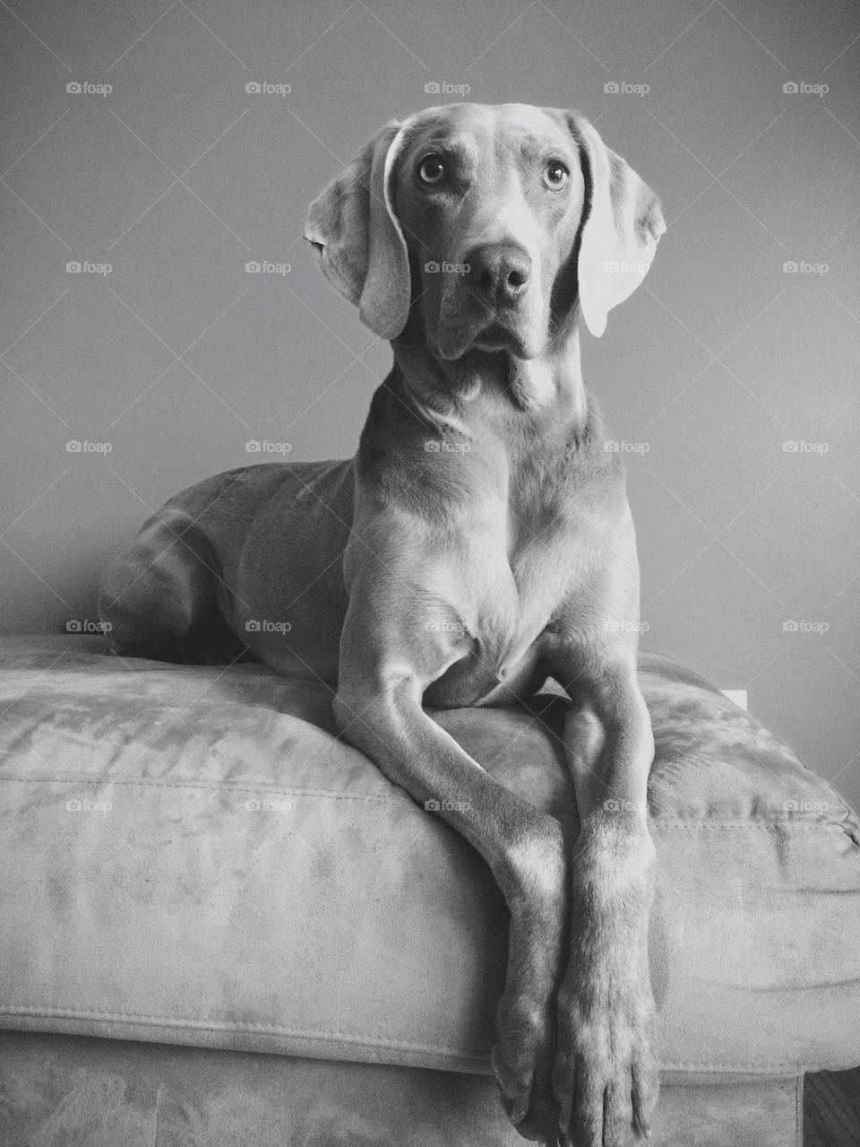 Lounging Weimaraner 