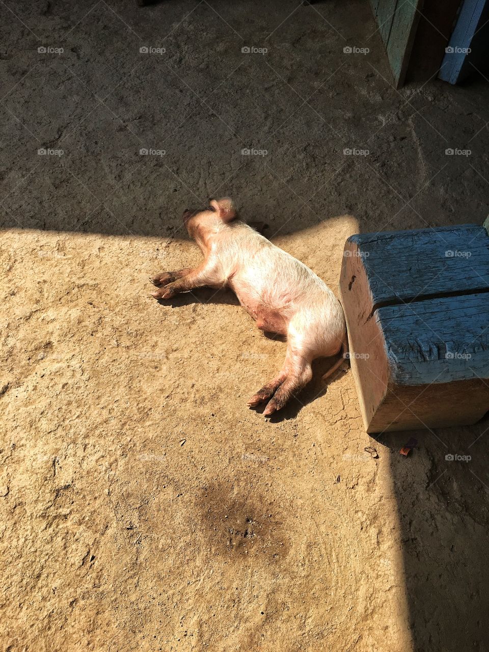 Piglet resting in the sun.