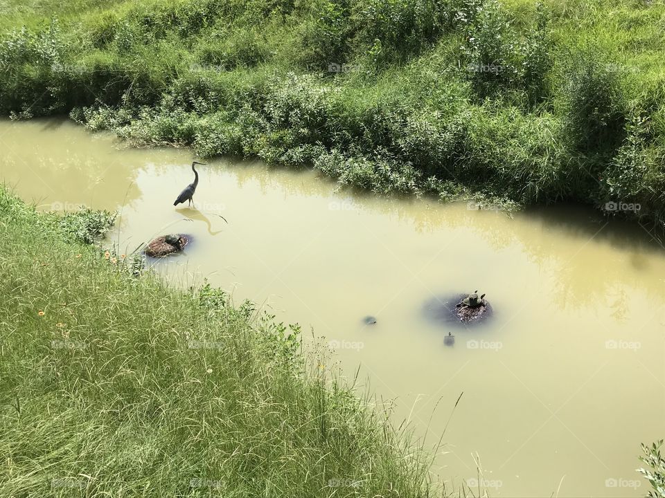 Bird and turtles in creek