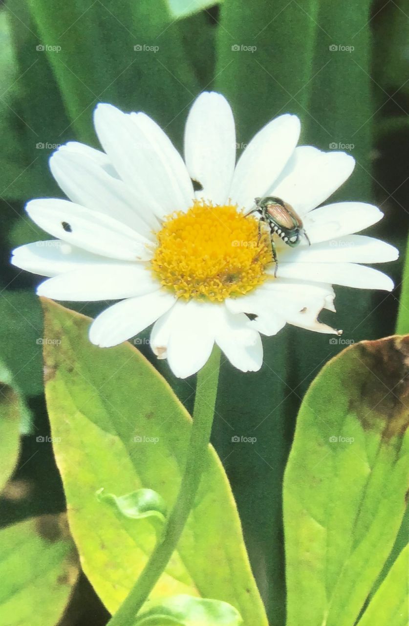 A beetle on a daisy
