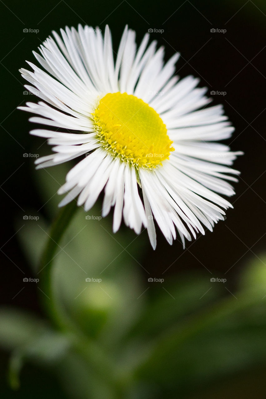 Macro flower Daisy