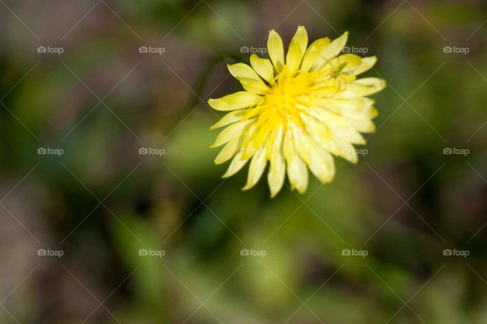 dandelion
