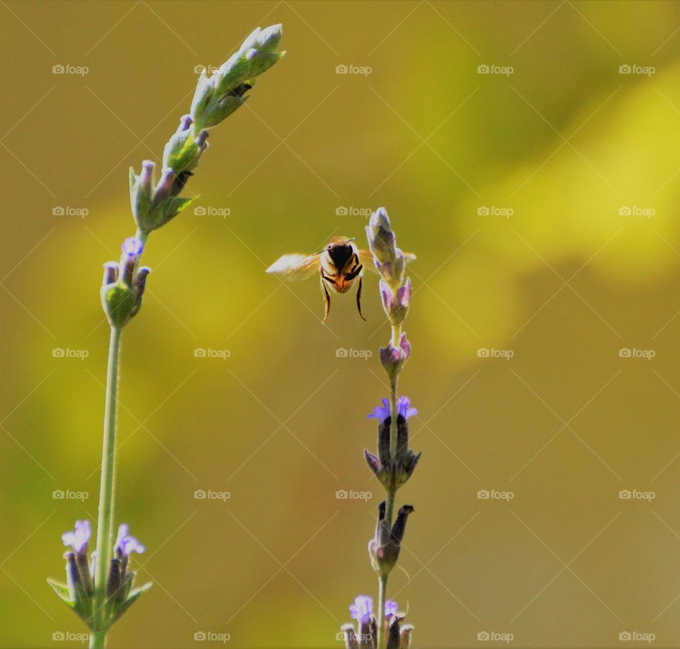 purple flower honey bee