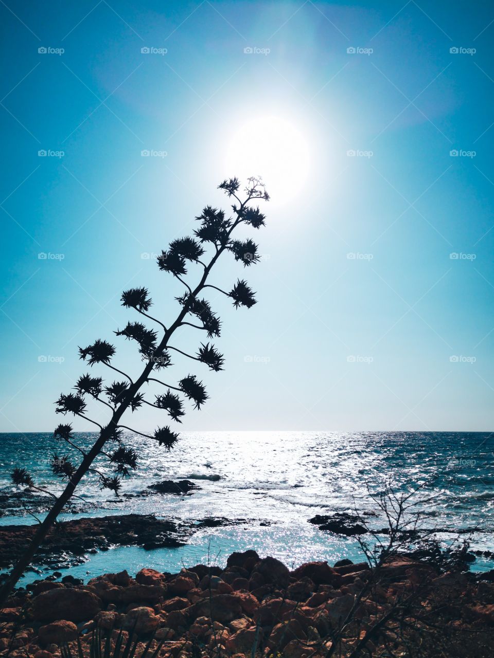 A silhouette of a plant against sea and the sun