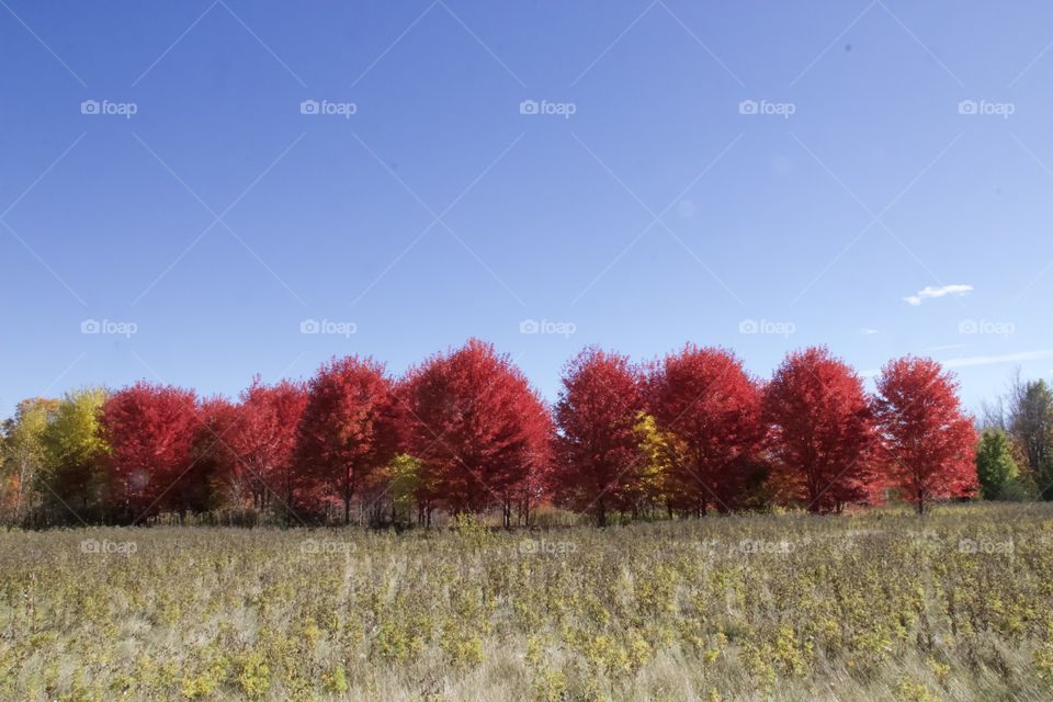 Fall Trees 