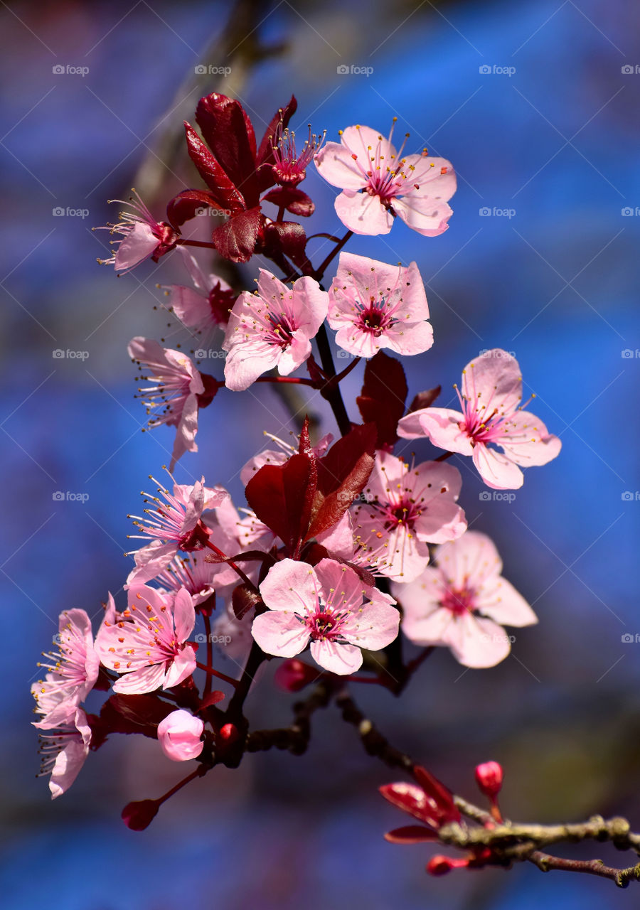 Cherry blossoms in spring