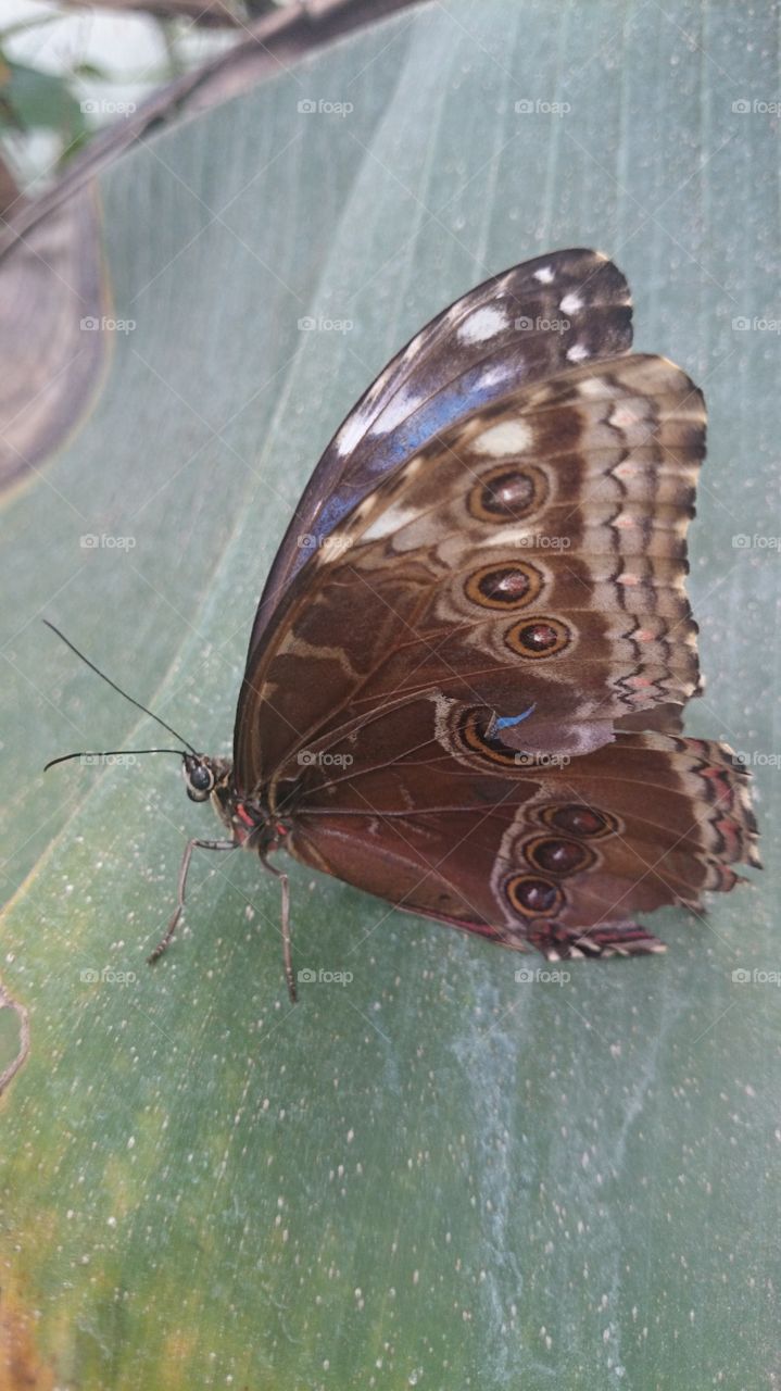 butterfly . just a butterfly 