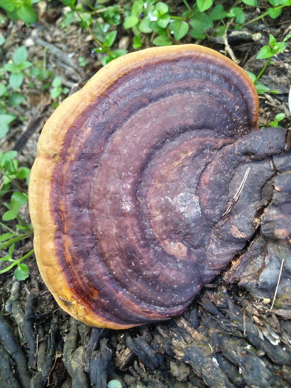 Photo of ganoderma fungus attacking the roots of an oil palm tree