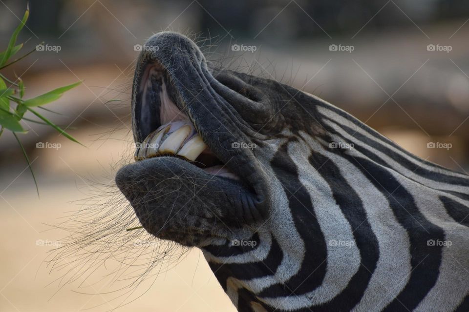 Close up muzzle of zebra