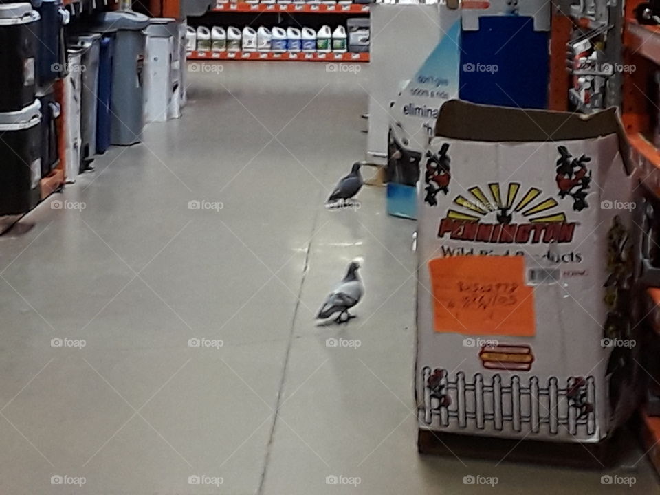 pigeons in home depot  2