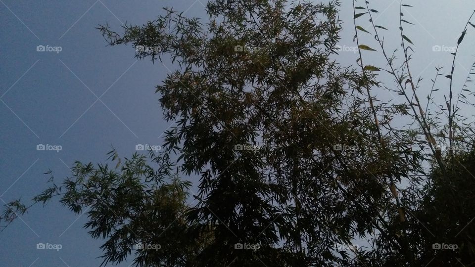 Tree, No Person, Nature, Landscape, Wood