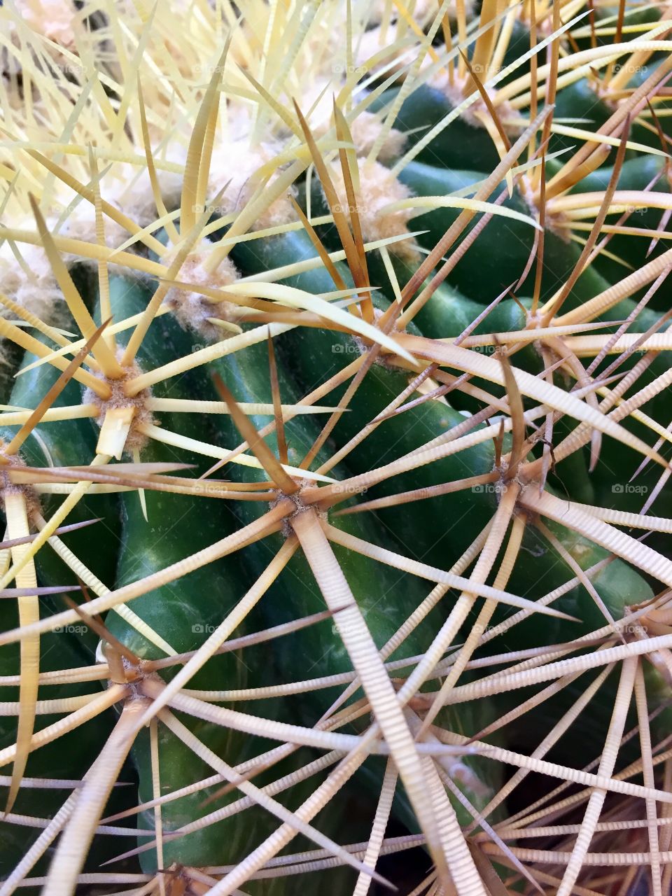 Many cactus thorns in a tight small area