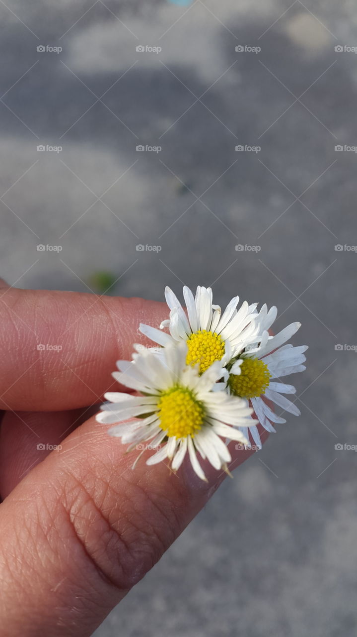 little flowers