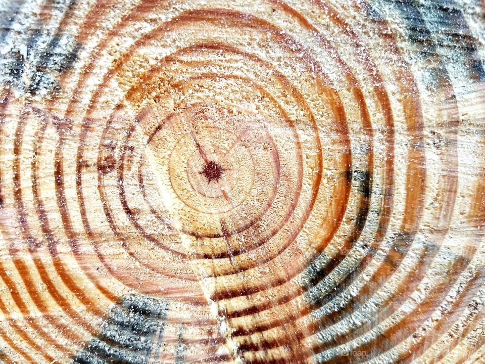 Tree rings