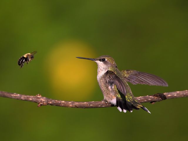 ruby-throated hummingbird and bee