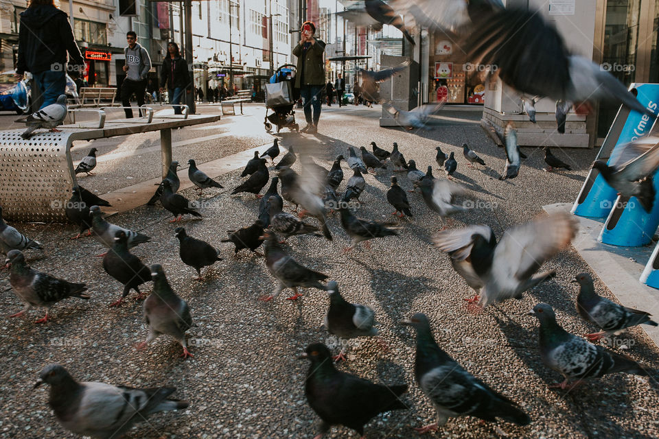 Pigeons feast 