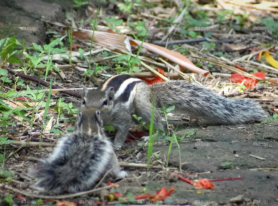 Mather Squirrel and his son kiss each other