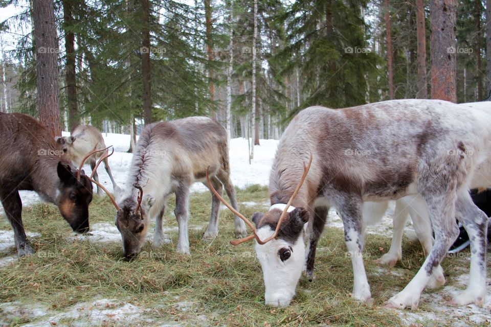 Reindeer farm in Lapland 