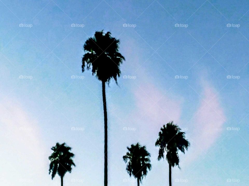 Backlit Palm Trees and Clouds  (Blush)