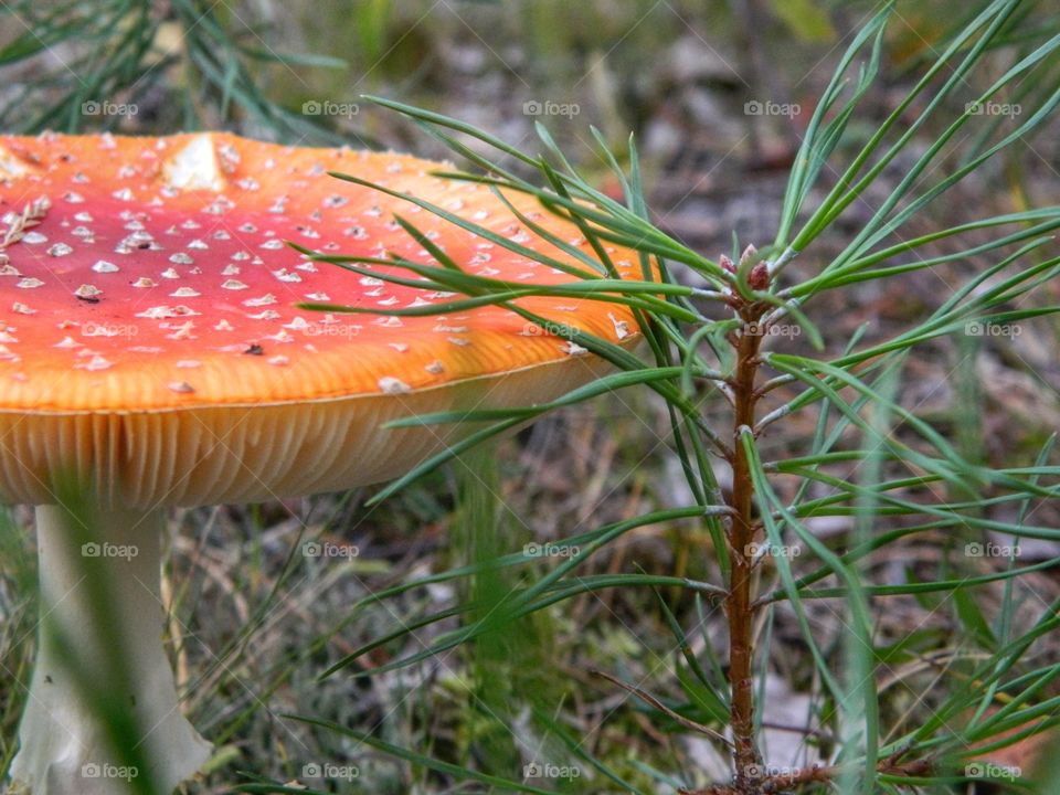 Fly agaric