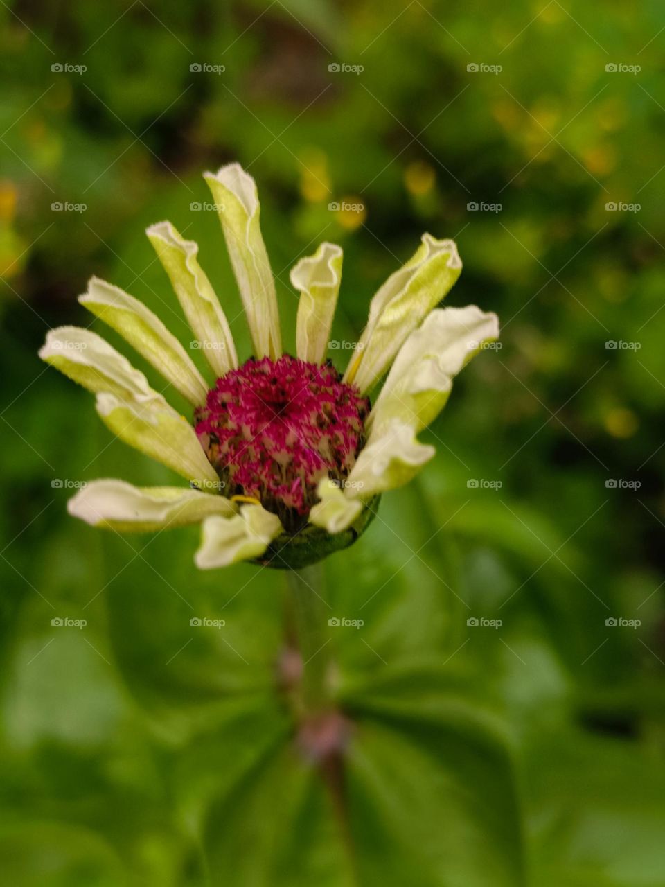 Zinnia