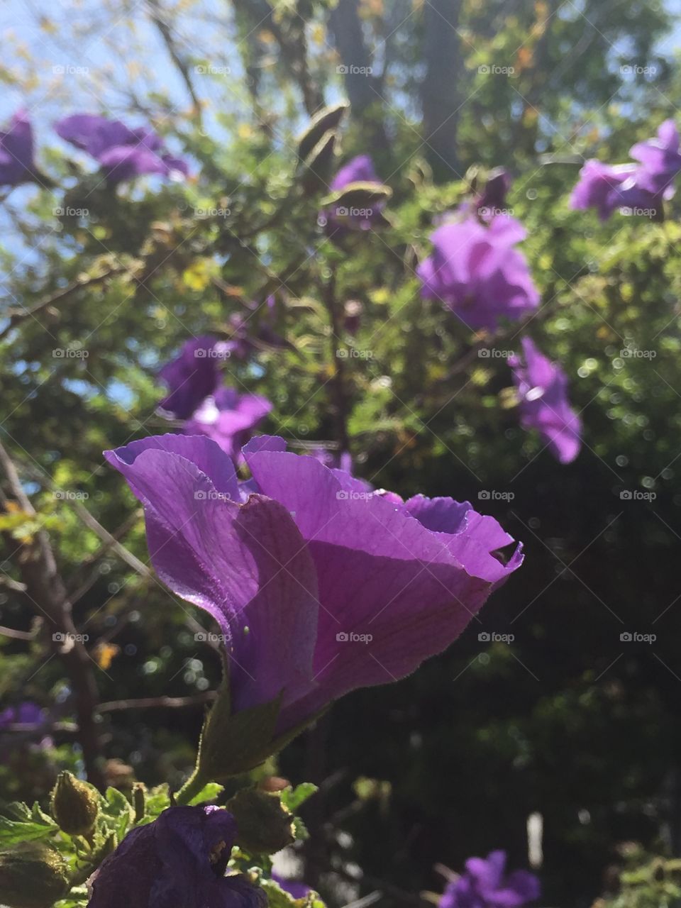 Blue hibiscus (purple)
