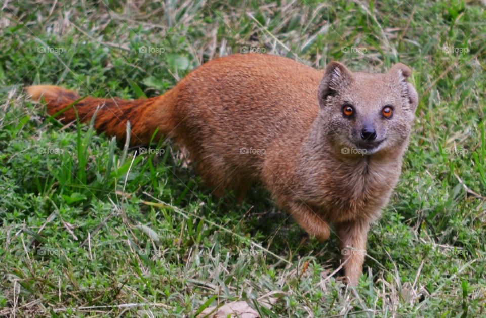red mongoose