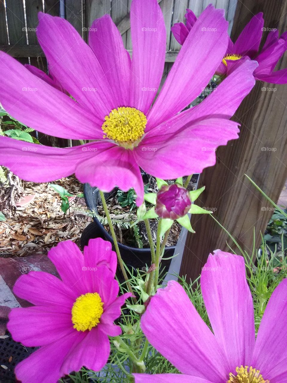 cosmos flowers