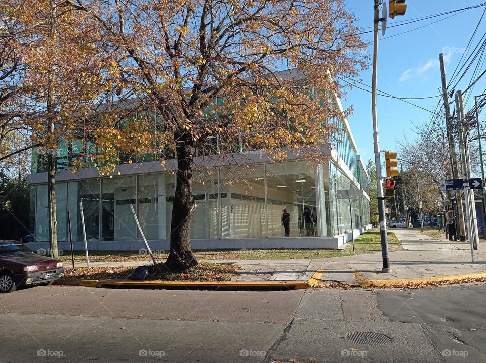 sidewalk trees / árboles de vereda