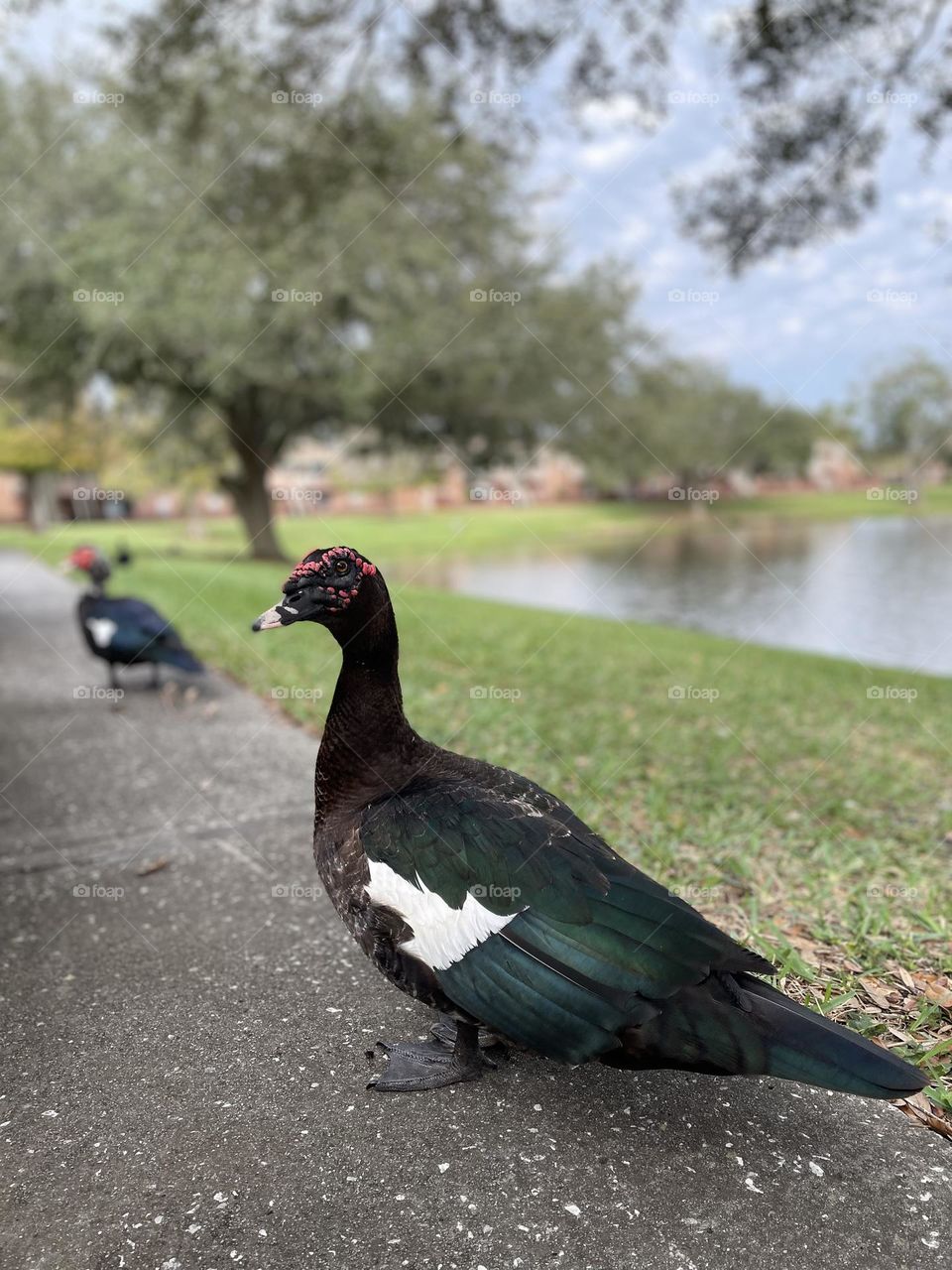 Tampa Bay Duck-aneers