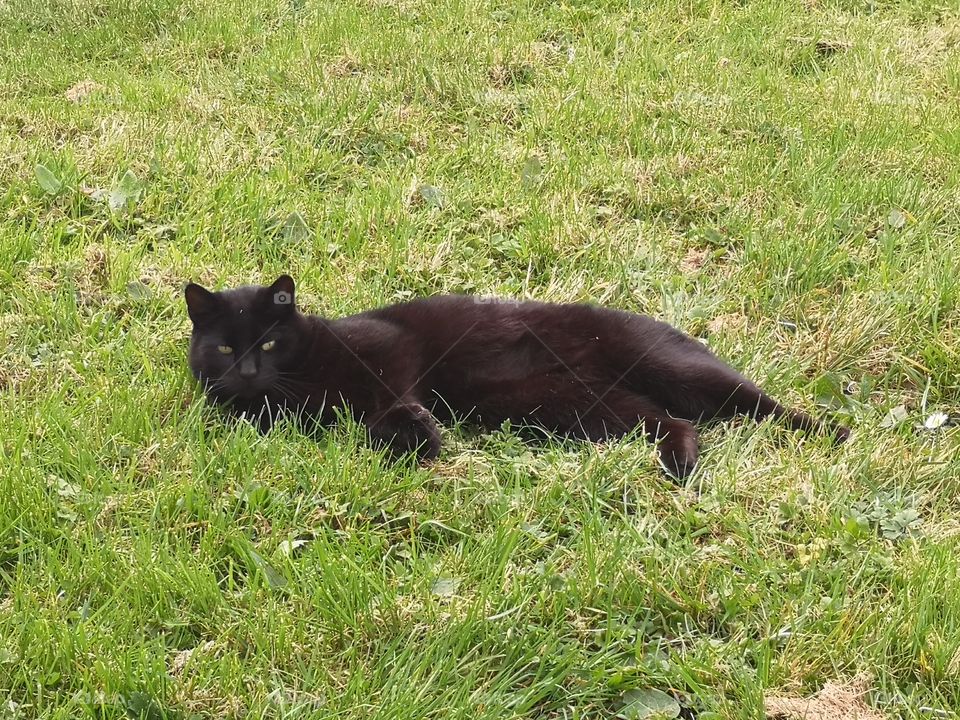 Black bombay cat