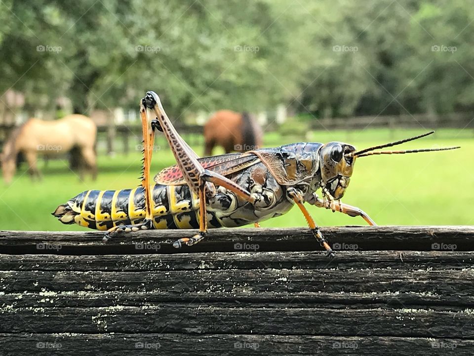 I’m on the fence ... grasshopper observation 