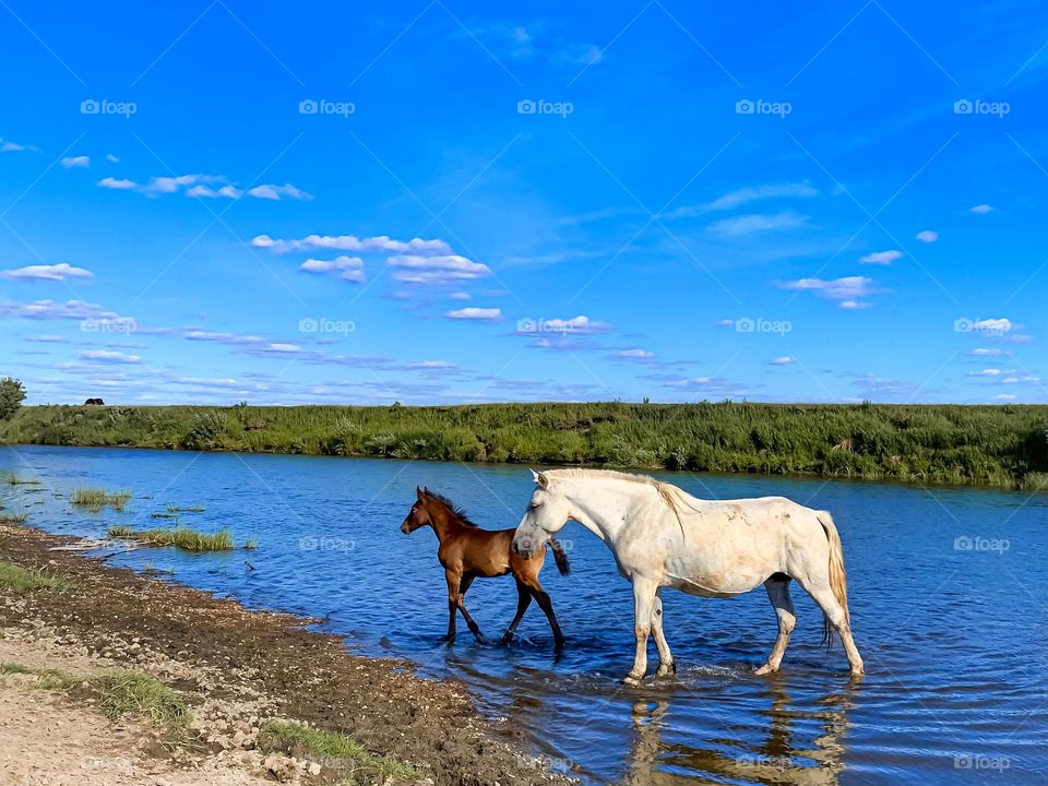 Natural background. Summer on the farm. Horse and foal on the river at the watering hole. clear summer day