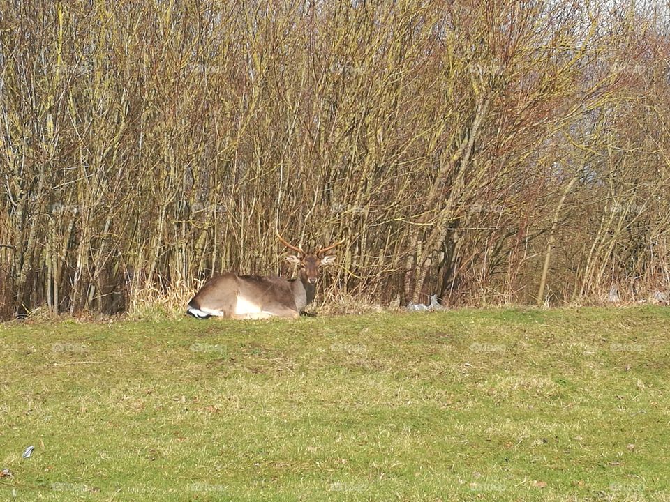 Deer Laying on the Grass