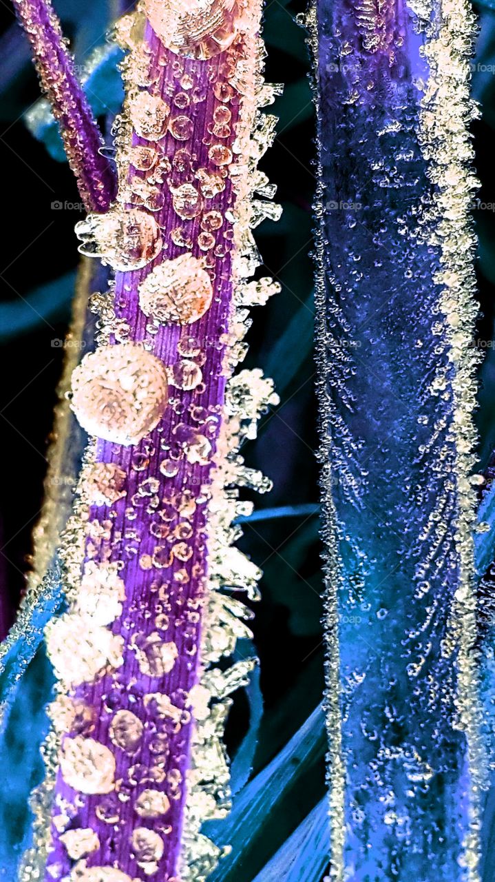 Frozen dewdrops on the grass.