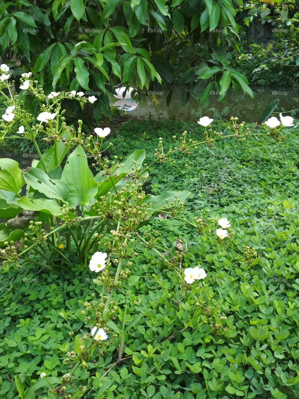 Bunga putih