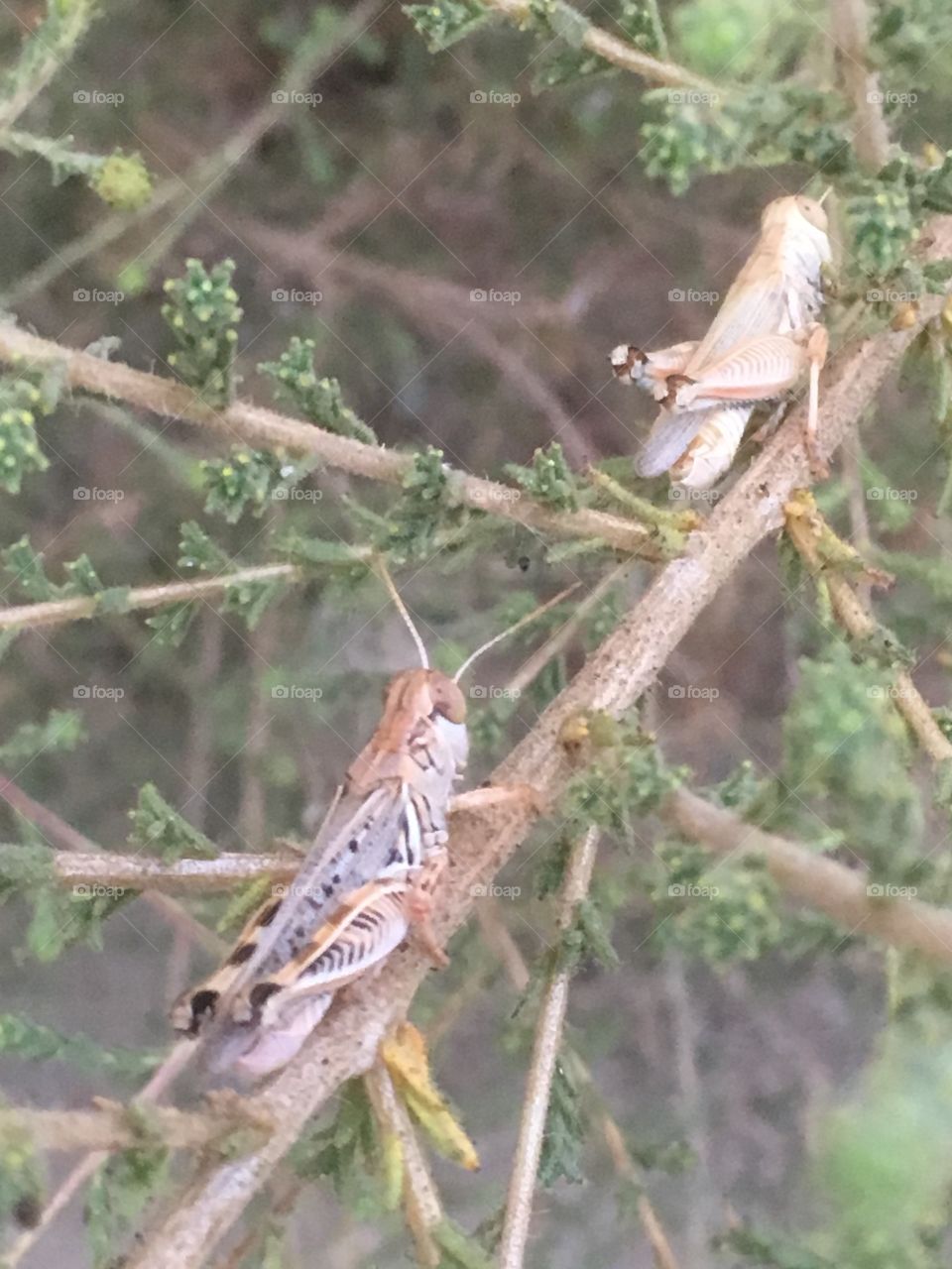 Grasshoppers hanging out 