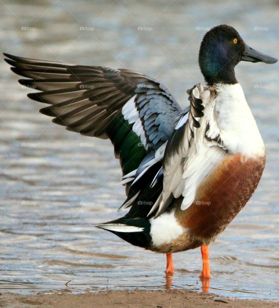 Shoveler Duck Flapping Wings Dry