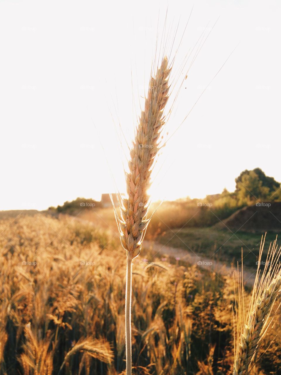 Close-up of wheat plant