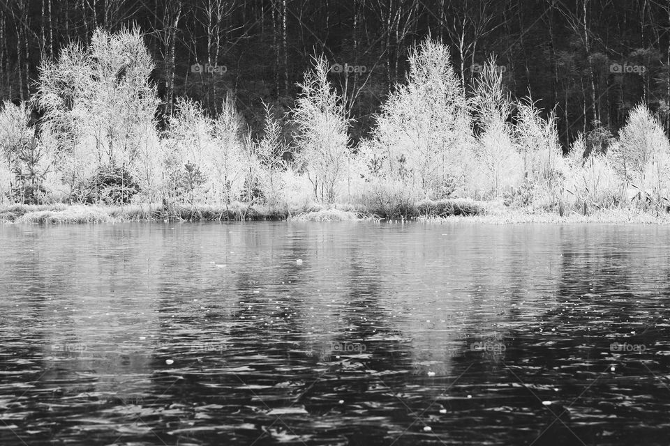 Trees covered with rime frost by frozen lake, black and white 