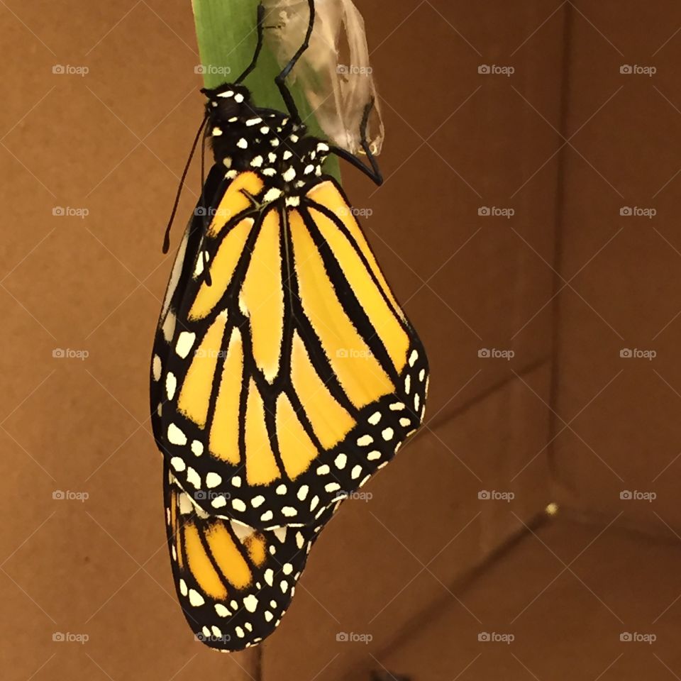 Monarch butterfly just emerged from its chrysalis. 